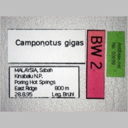 Camponotus gigas Latreille, 1802 label