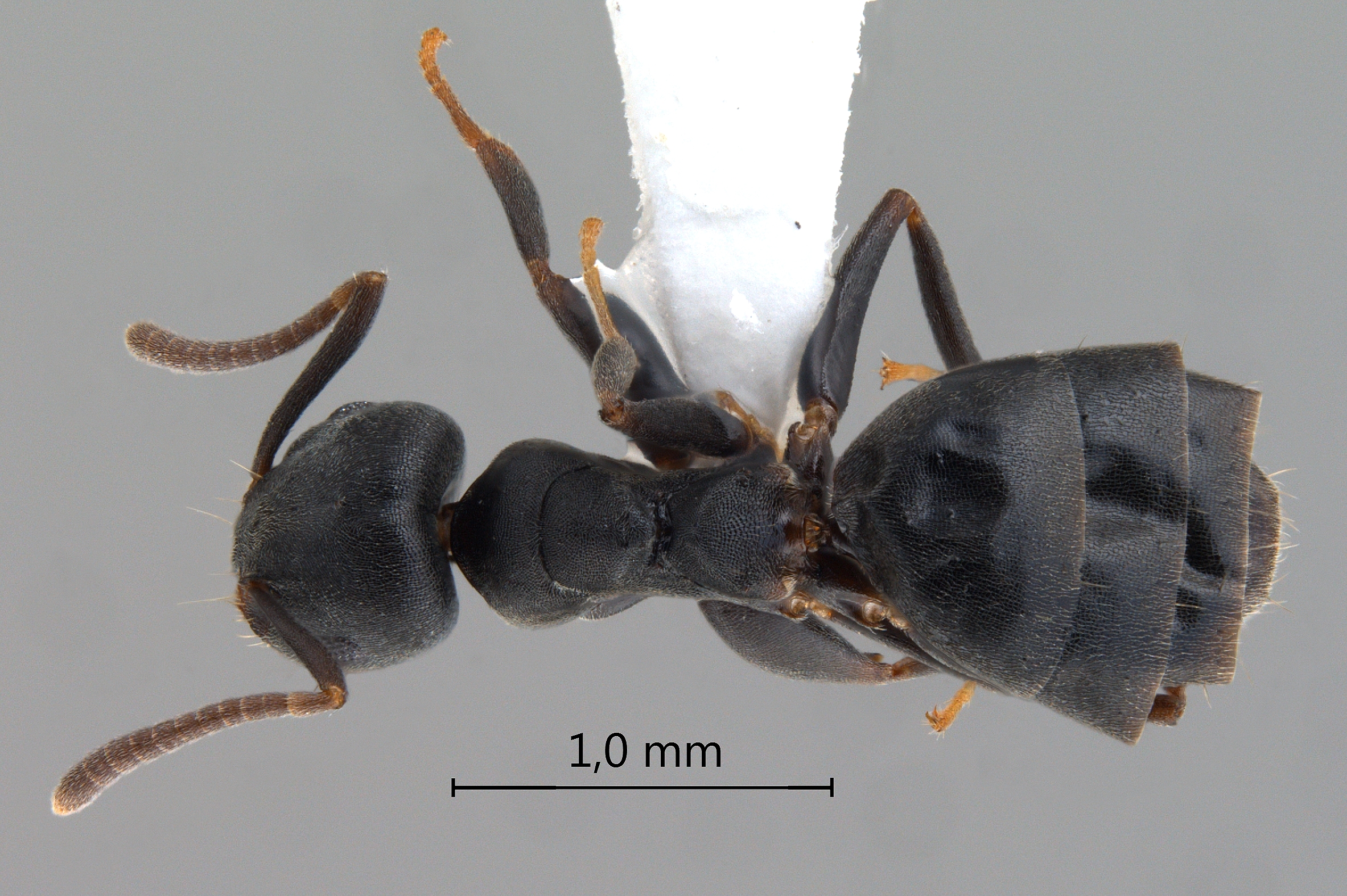 Technomyrmex brunneus dorsal