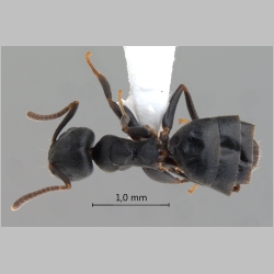 Technomyrmex brunneus Forel, 1895 dorsal