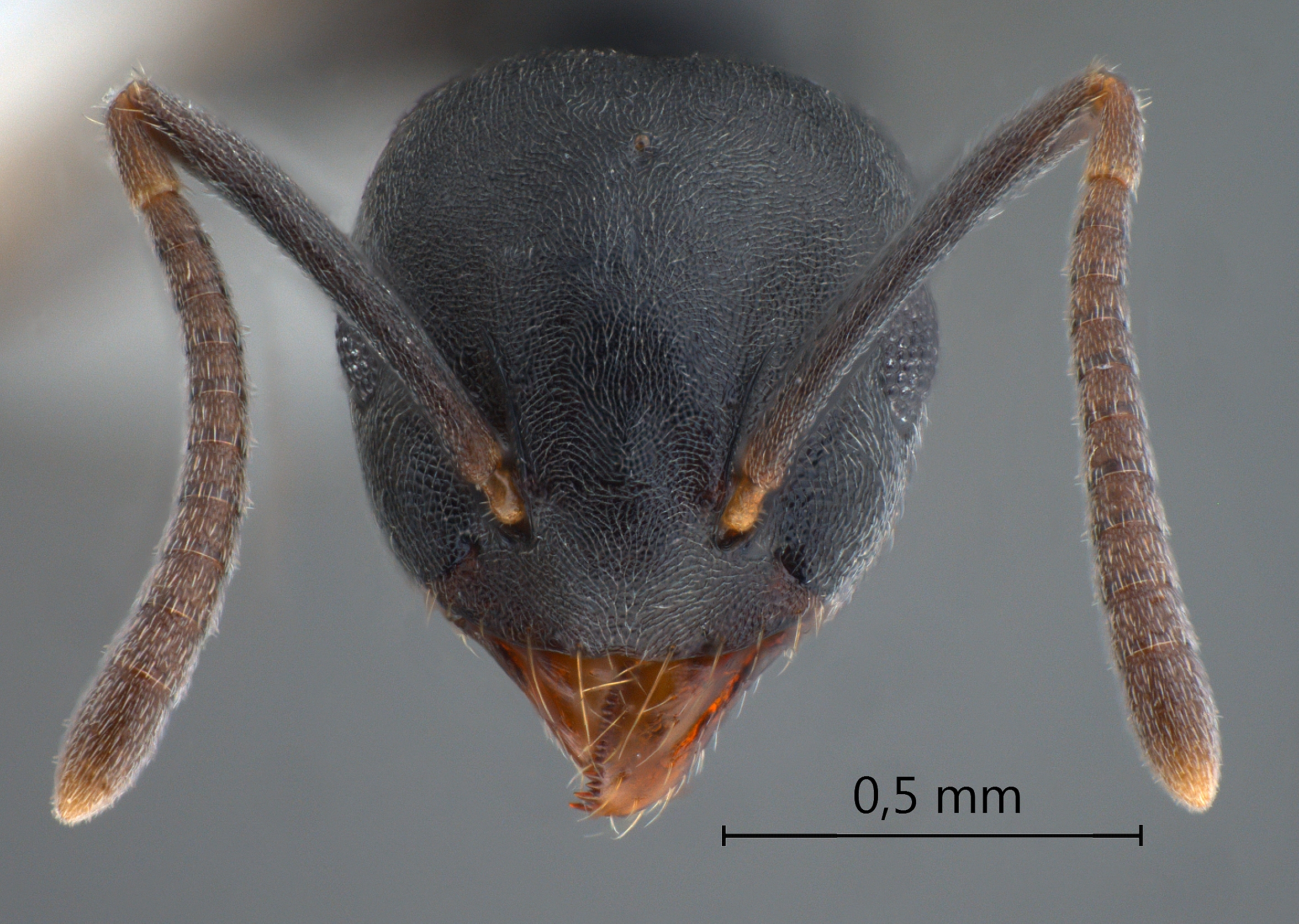 Technomyrmex brunneus frontal