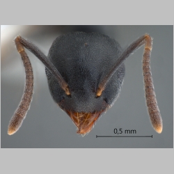 Technomyrmex brunneus Forel, 1895 frontal