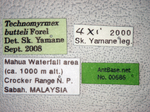 Technomyrmex butteli label