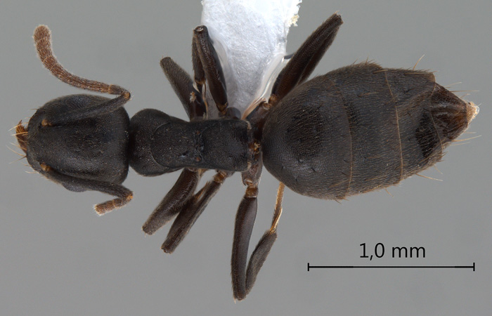 Technomyrmex difficilis dorsal