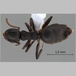 Technomyrmex difficilis Forel, 1892 dorsal