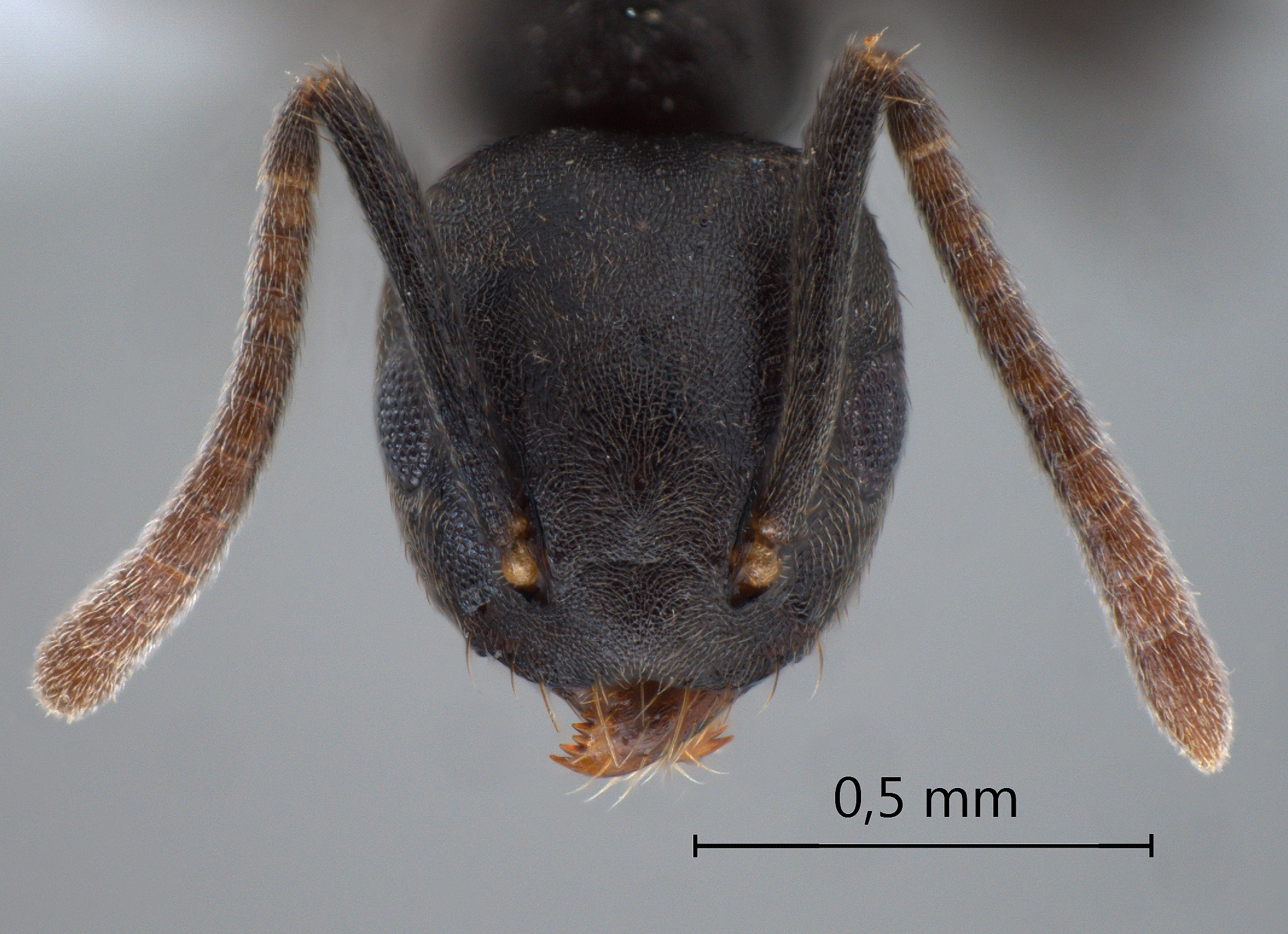 Technomyrmex difficilis frontal