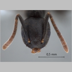 Technomyrmex difficilis Forel, 1892 frontal