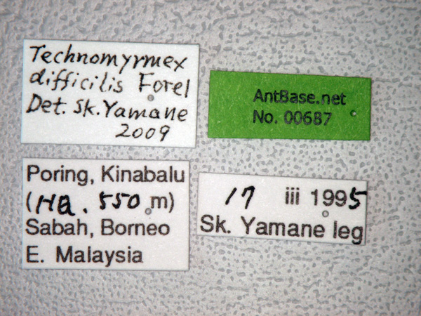 Technomyrmex difficilis label