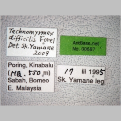 Technomyrmex difficilis Forel, 1892 label