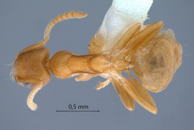 Technomyrmex dubius dorsal