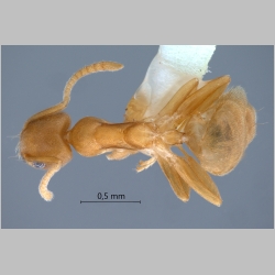 Technomyrmex dubius Bolton, 2007 dorsal