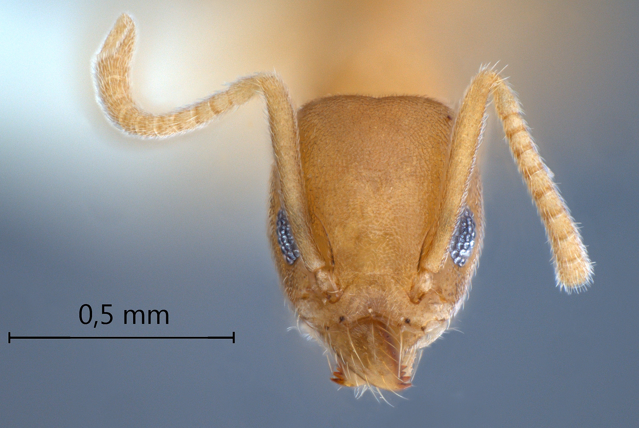 Technomyrmex dubius frontal