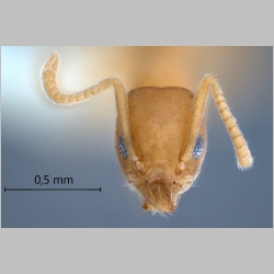 Technomyrmex dubius Bolton, 2007 frontal