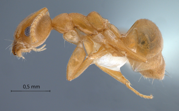 Technomyrmex dubius lateral