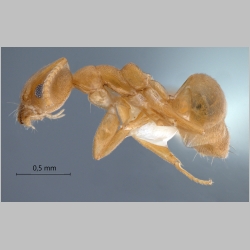 Technomyrmex dubius Bolton, 2007 lateral