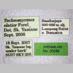 Technomyrmex elatior Forel, 1902 label