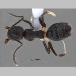 Technomyrmex hades Bolton, 2007 dorsal