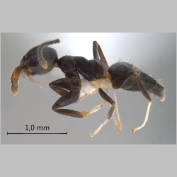 Technomyrmex hades Bolton, 2007 lateral