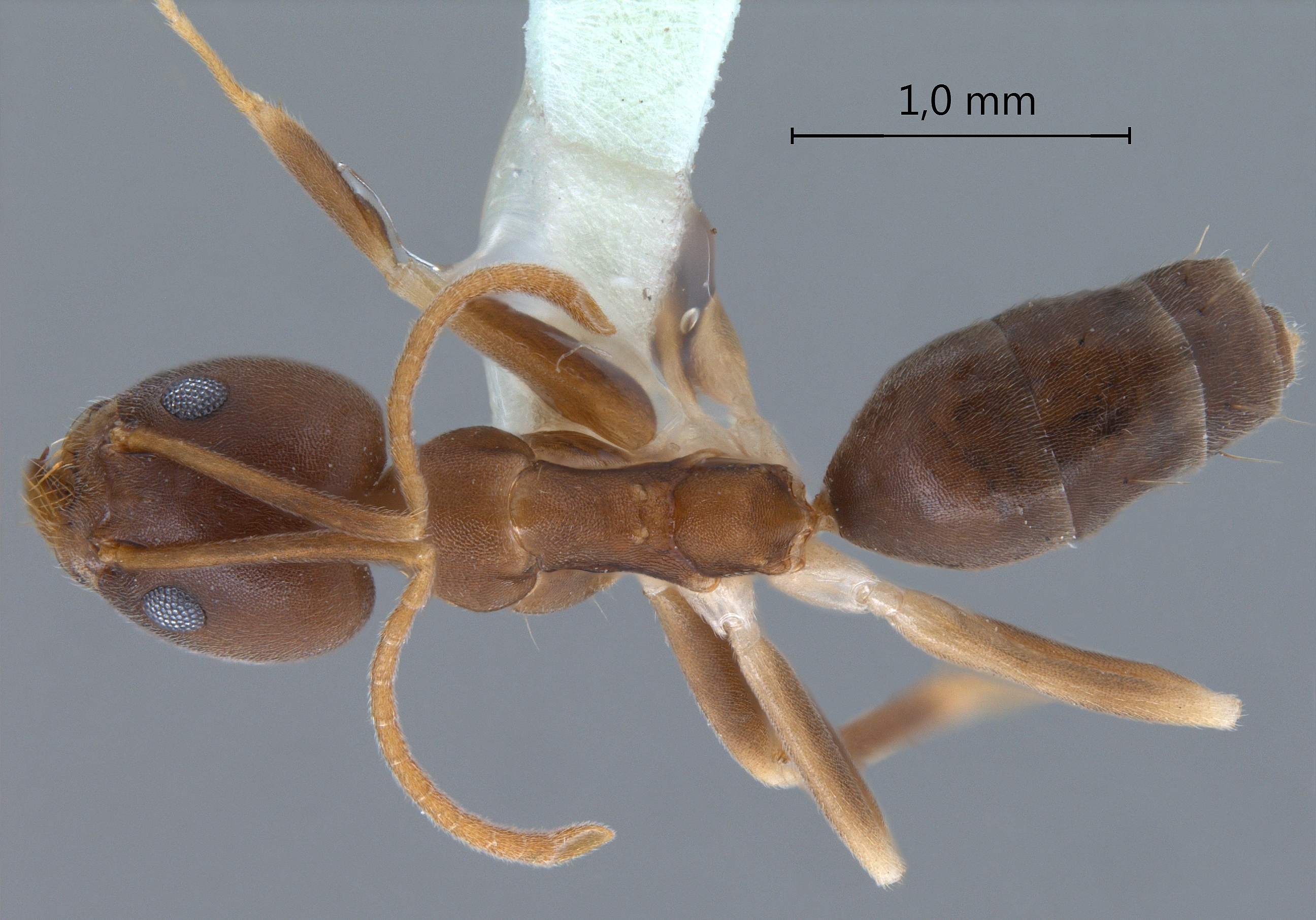 Technomyrmex obscurior dorsal