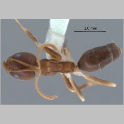 Technomyrmex obscurior Wheeler, 1928 dorsal