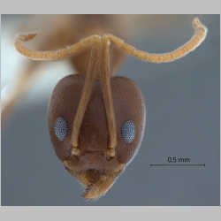 Technomyrmex obscurior Wheeler, 1928 frontal