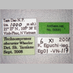 Technomyrmex obscurior Wheeler, 1928 label