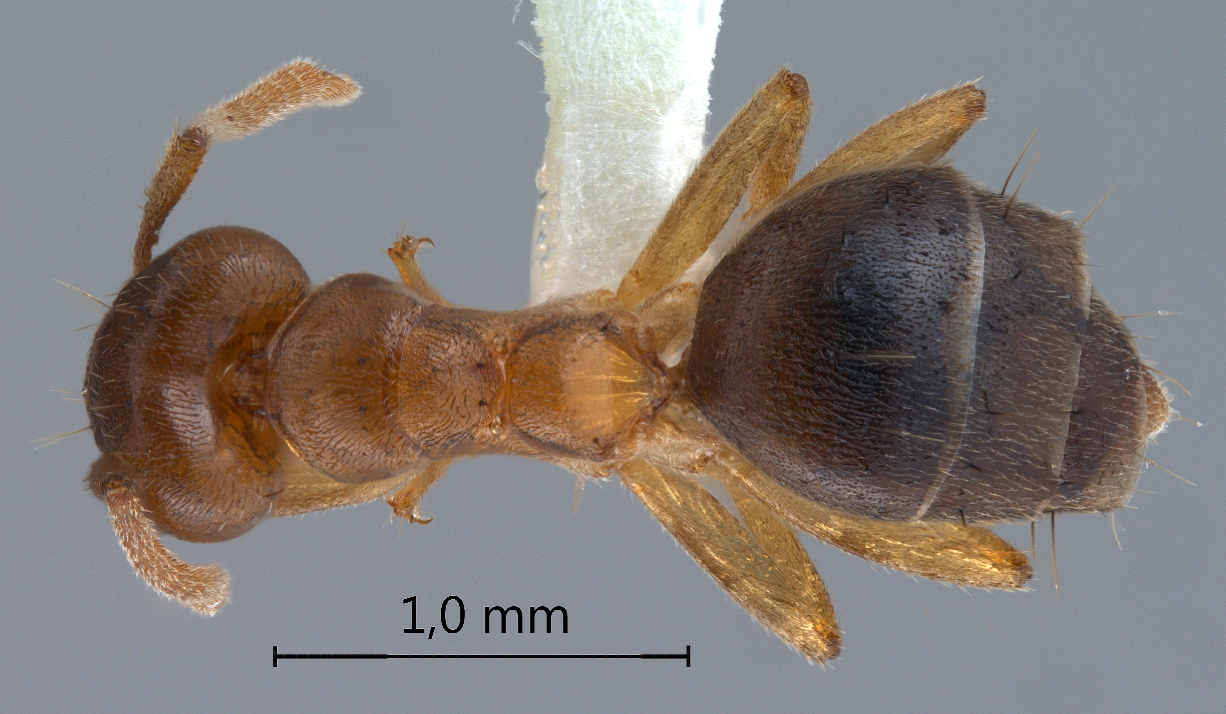 Technomyrmex pratensis dorsal