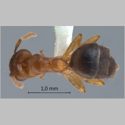 Technomyrmex pratensis Smith, 1860 dorsal