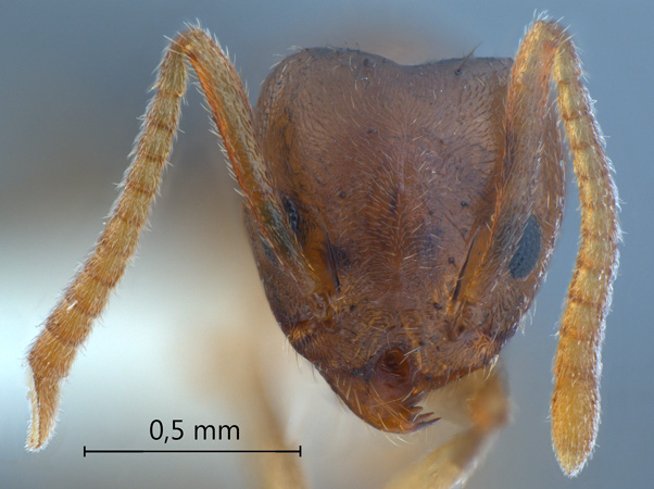 Technomyrmex pratensis frontal