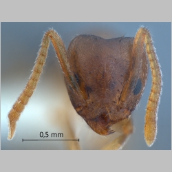 Technomyrmex pratensis Smith, 1860 frontal