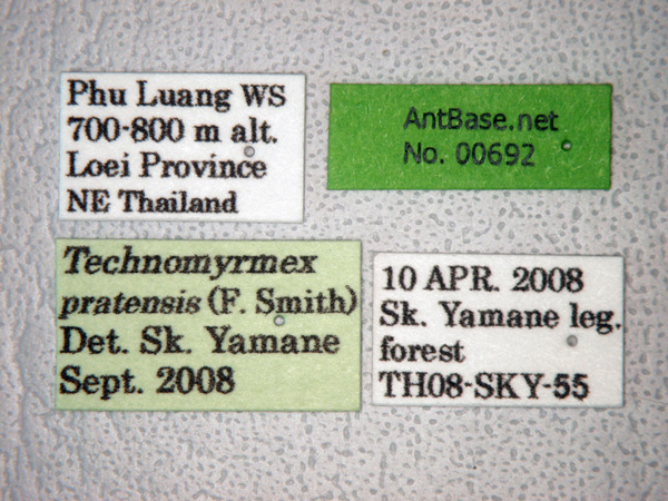 Technomyrmex pratensis label