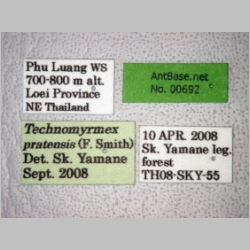 Technomyrmex pratensis Smith, 1860 label