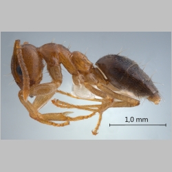 Technomyrmex pratensis Smith, 1860 lateral