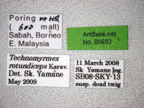 Technomyrmex rotundiceps label