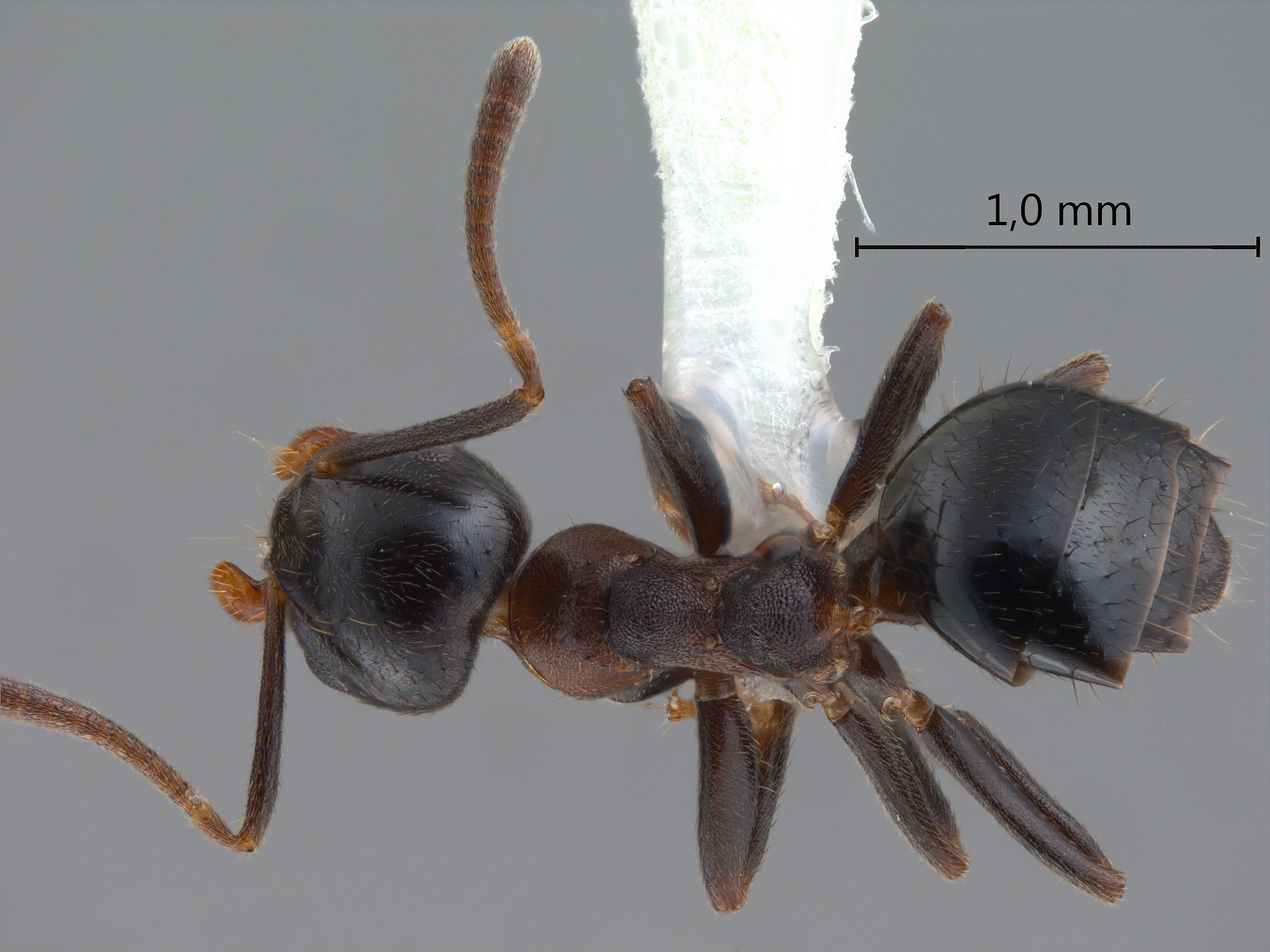 Technomyrmex strenuus dorsal