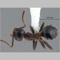 Technomyrmex strenuus Mayr, 1872 dorsal