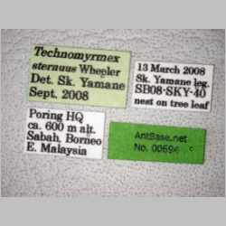 Technomyrmex strenuus Mayr, 1872 label