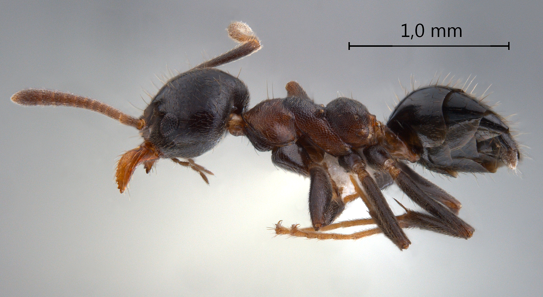 Technomyrmex strenuus lateral