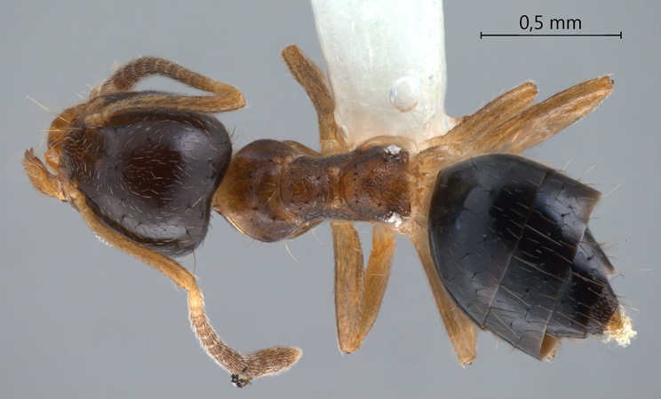 Technomyrmex tatius dorsal