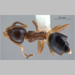 Technomyrmex tatius Bolton, 2007 dorsal