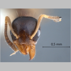 Technomyrmex tatius Bolton, 2007 frontal