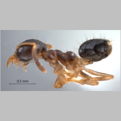 Technomyrmex tatius Bolton, 2007 lateral