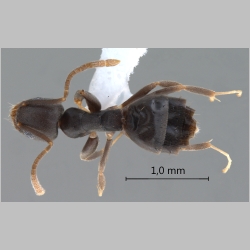 Technomyrmex vitiensis Mann, 1921 dorsal