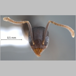 Technomyrmex vitiensis Mann, 1921 frontal