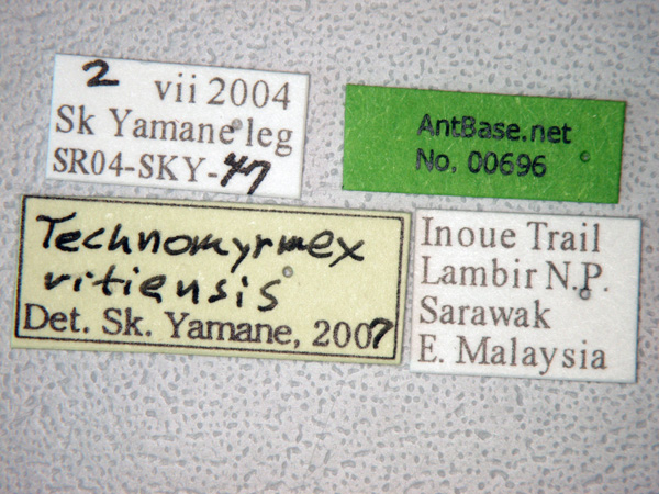 Technomyrmex vitiensis label