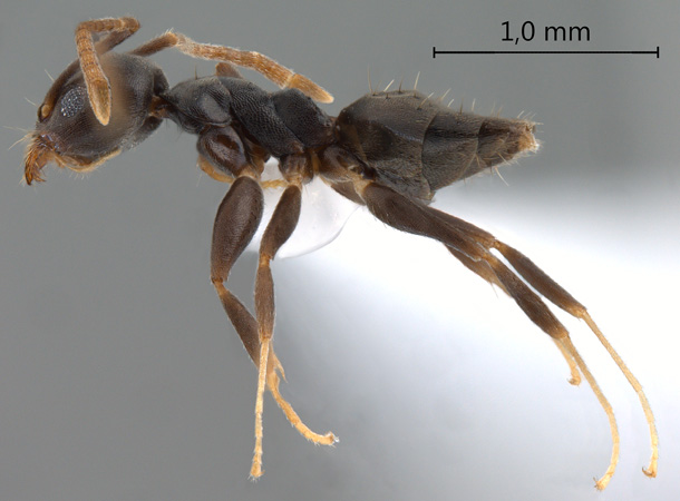 Technomyrmex vitiensis lateral