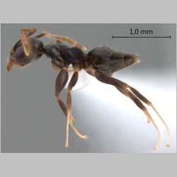 Technomyrmex vitiensis Mann, 1921 lateral