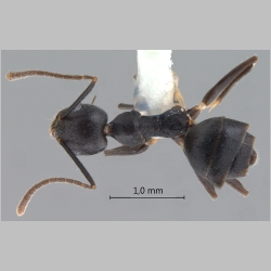 Technomyrmex wheeleri Emery, 1909 dorsal
