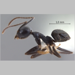Technomyrmex wheeleri Emery, 1909 lateral