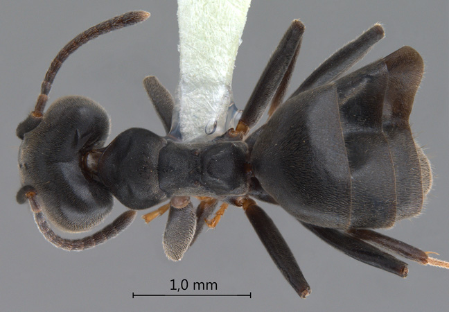 Technomyrmex yamanei dorsal