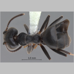 Technomyrmex yamanei Bolton, 2007 dorsal